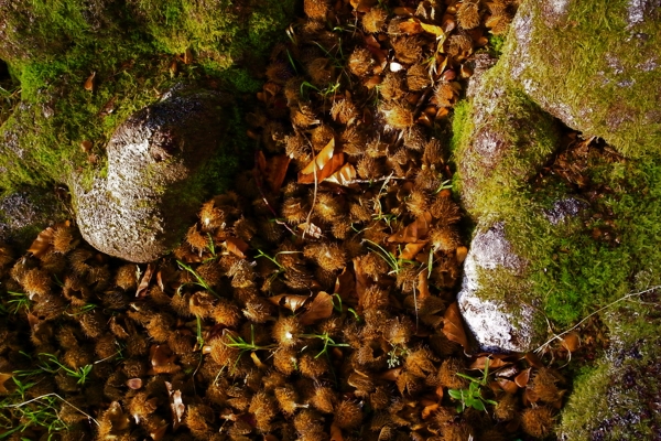 hutewald halloh 3 - (c) c tussing.jpg